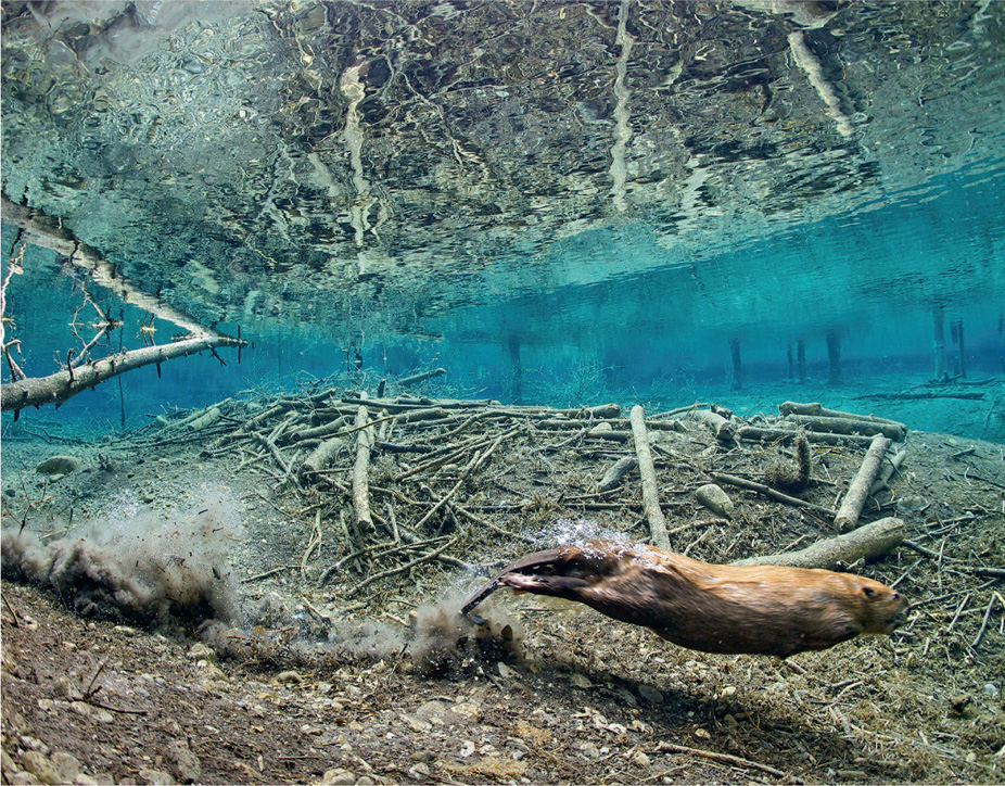 The beaver enters and exits its lodge underwater. With its large swimfin-shaped hind feet, its underwater speed is about 5 mph, and it can remain below for up to 15 minutes.