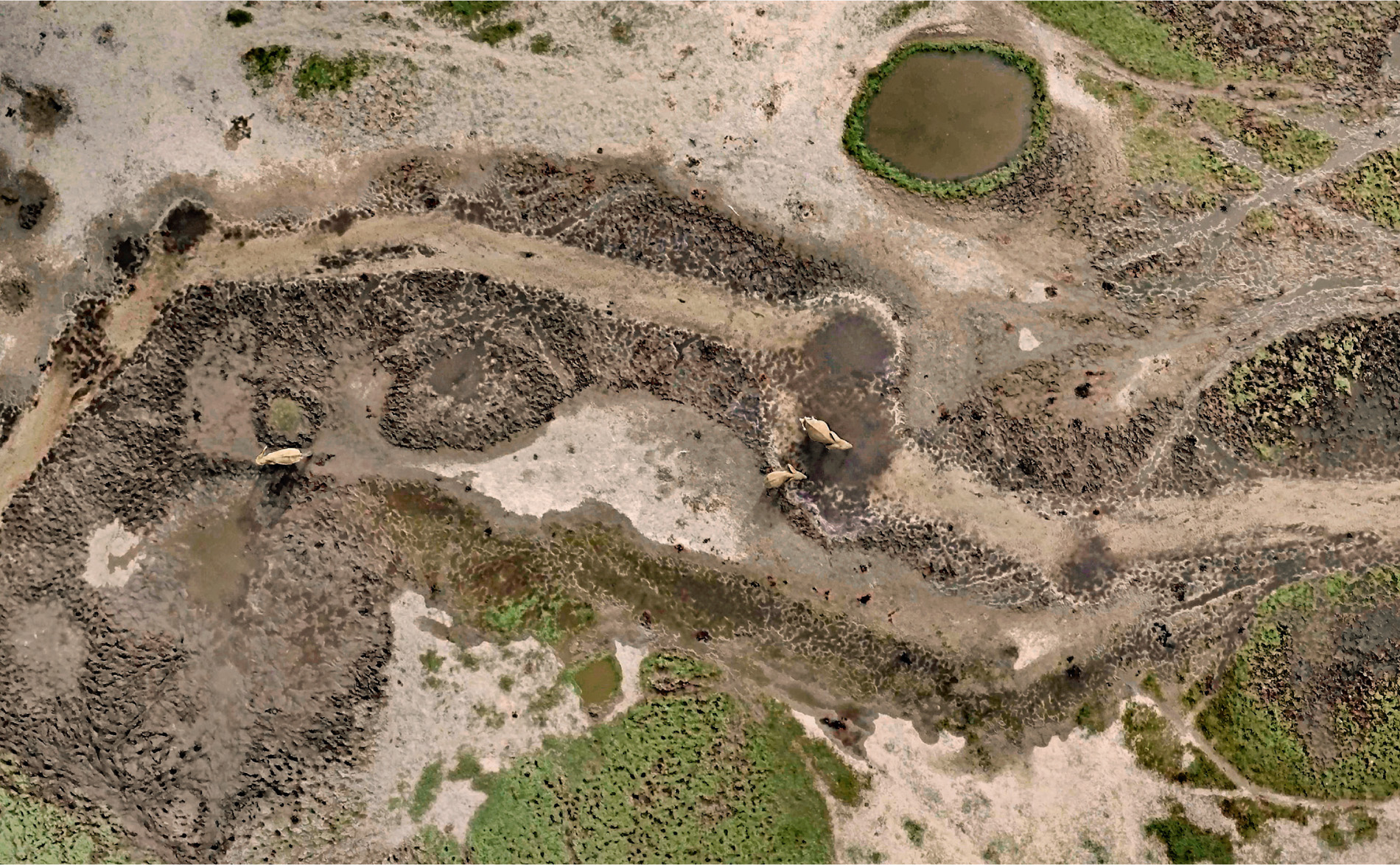 Seen from above, the clearing is a vast patch of brown mud nestling in a thick forest of green. It has been created by generation after generation of forest elephants mining the soil for minerals.