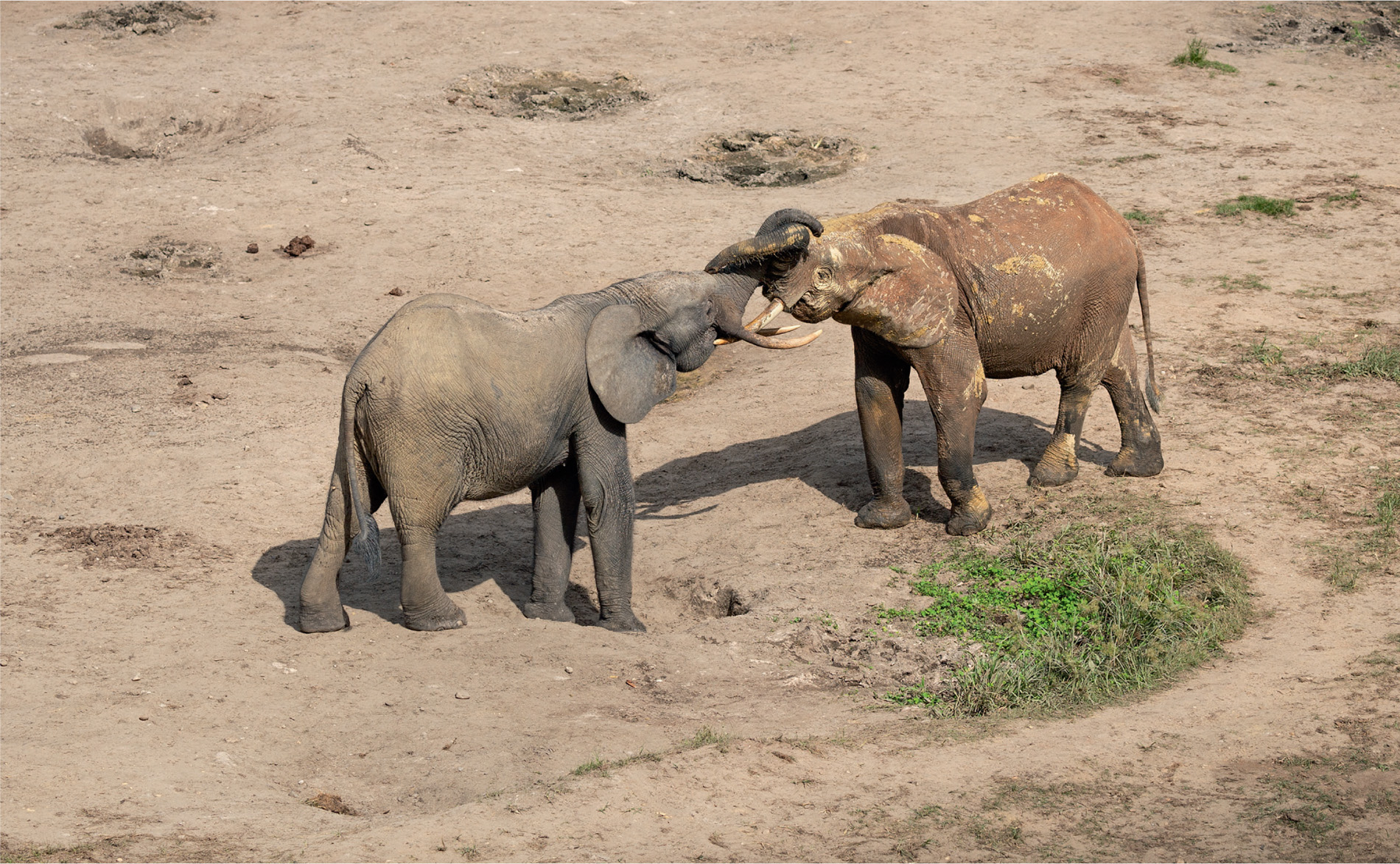 Forest elephants socialise in the clearing, although encounters between bulls can be rather violent affairs. Solitary for much of the year, the abundance of females in the clearing seems to trigger fighting amongst males.