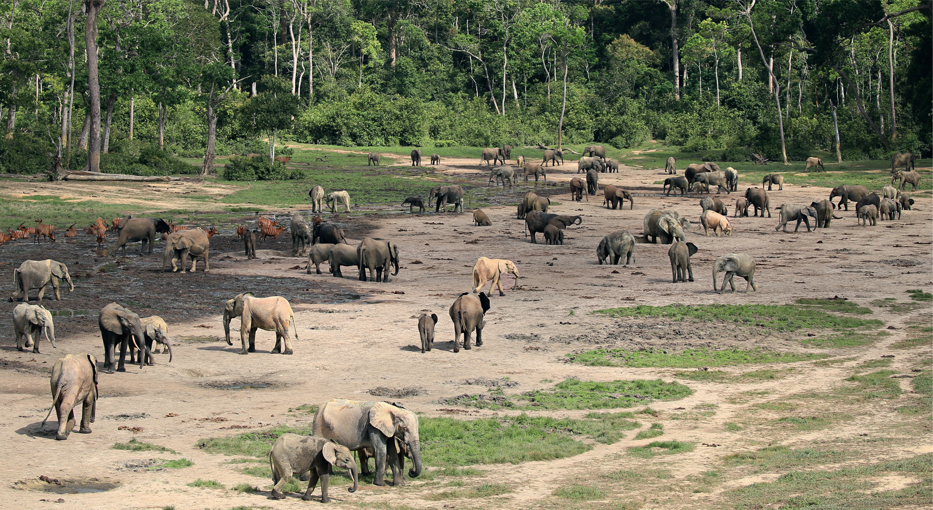 Attendance at Dzanga Bai varies: some elephants visit monthly, others appear once every couple of years, and each year new individuals arrive. The proportion of males has dropped from 25 percent to 10 percent over the past 15 years, probably the result of poaching for their tusks.