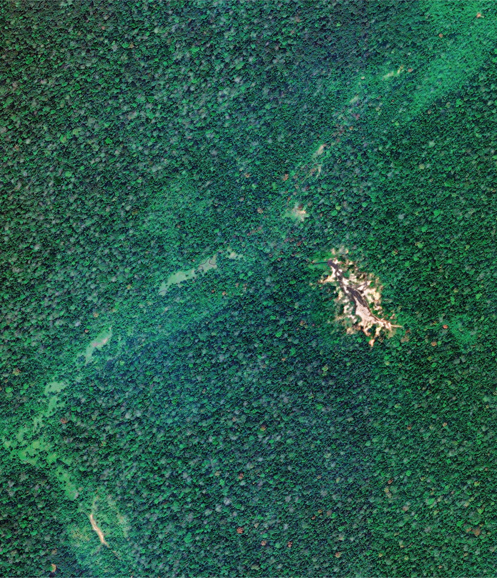 From space, Dzanga Bai appears as a brown slash in the almost continuous green canopy of the Congo tropical rainforest. Satellite imagery courtesy of © 2018 DigitalGlobe, a Maxar company.