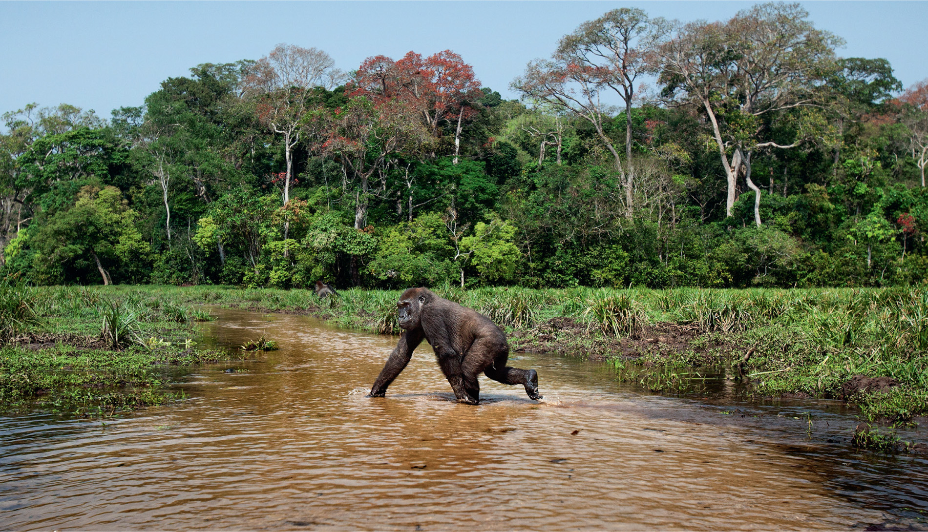 Western lowland gorillas have been little studied in the wild for they live most of their lives in dense forest. Their appearance at elephant clearings has enabled primatologists to study at least some of their behaviour. They are listed by IUCN as ‘critically endangered’, threats being human-born diseases, habitat loss and the bush meat trade.