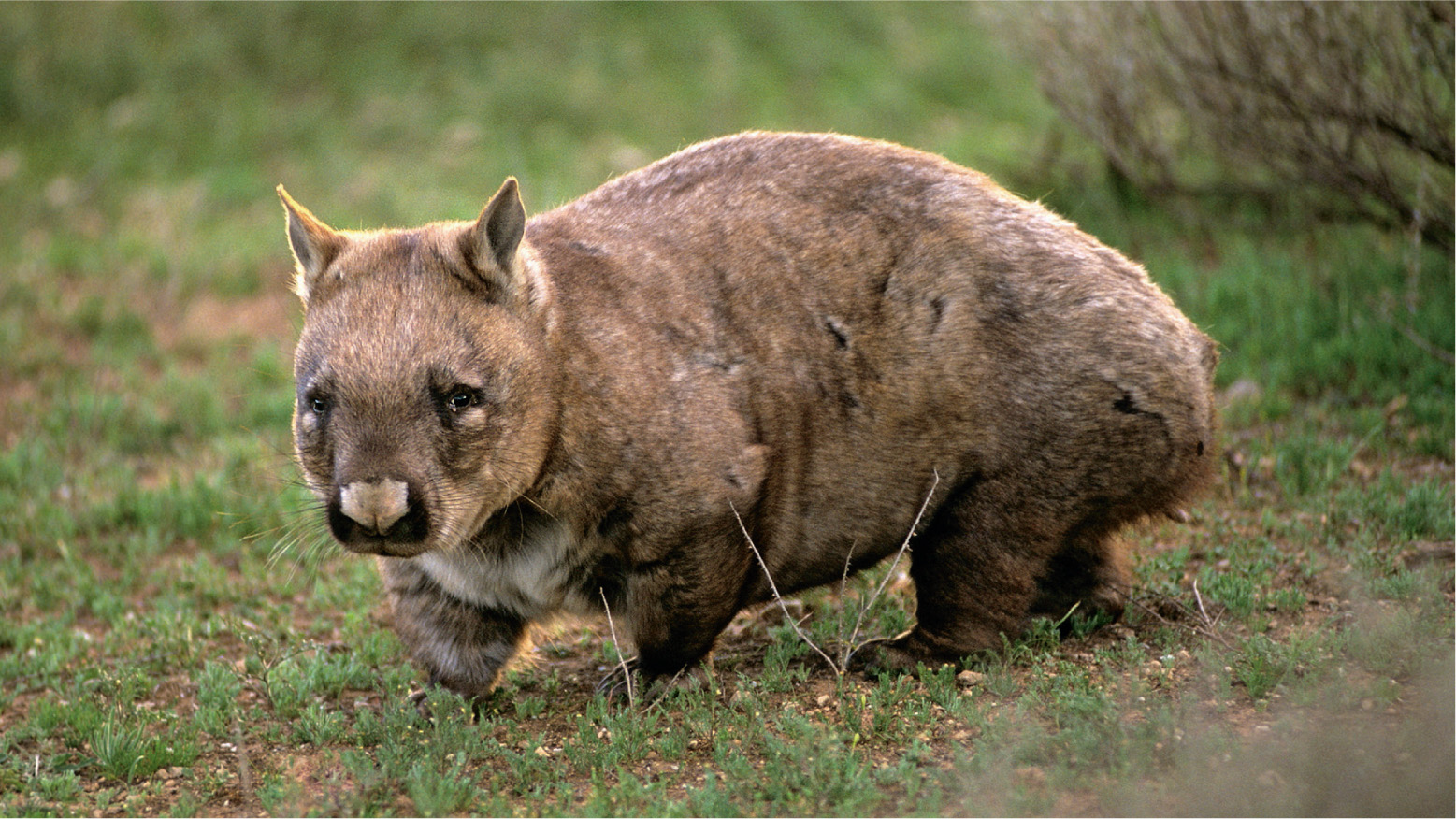 The southern hairy-nosed wombat is a marsupial adapted for digging. Stocky and robust, it has flattened claws and a pig-like snout, with the normally naked part sprouting hairs, hence its name. It can survive on the poor quality grass Stipa nitida, along with desert shrubs that grow around its burrows, because it has a much lower metabolism than most other marsupial and placental mammals.