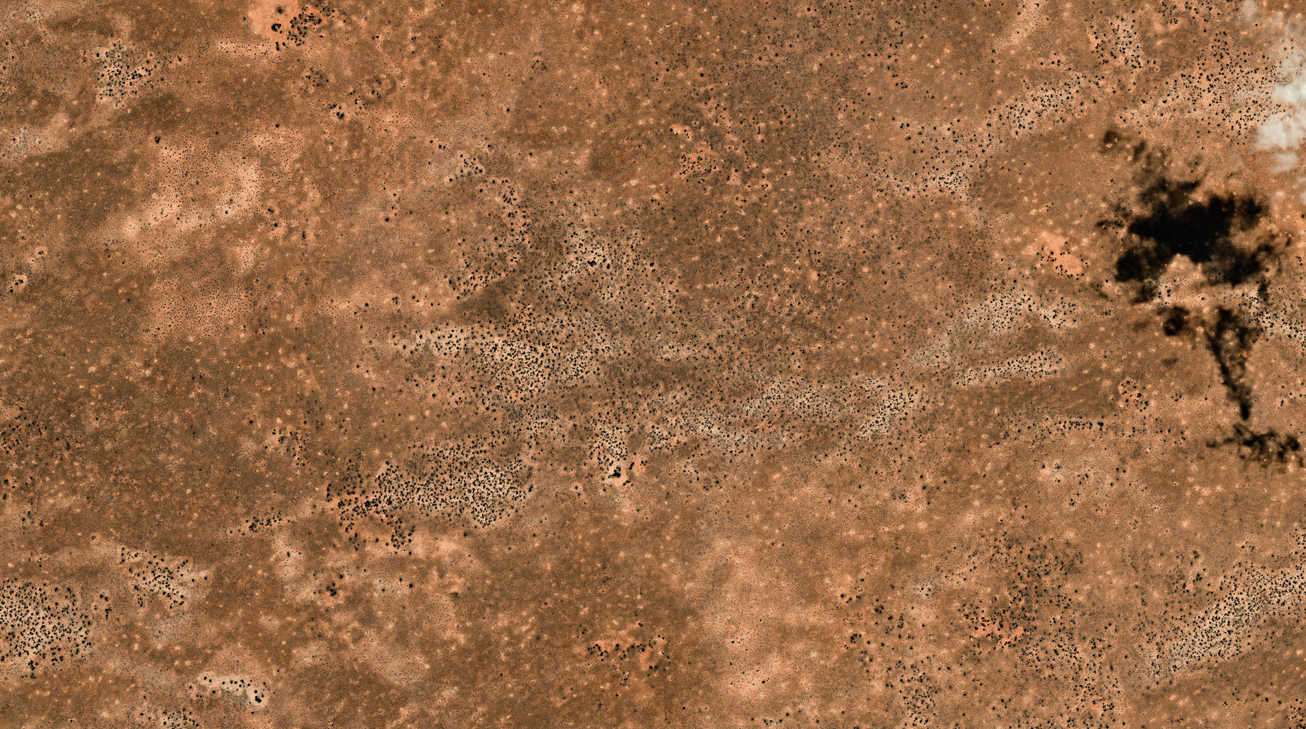 Seen from space, the wombat burrows appear as thousands of bare patches. The animals destroy large areas of scrub, but this activity enables scientists to monitor their numbers and distribution using satellite images. Satellite imagery courtesy of © 2018 DigitalGlobe, a Maxar company.