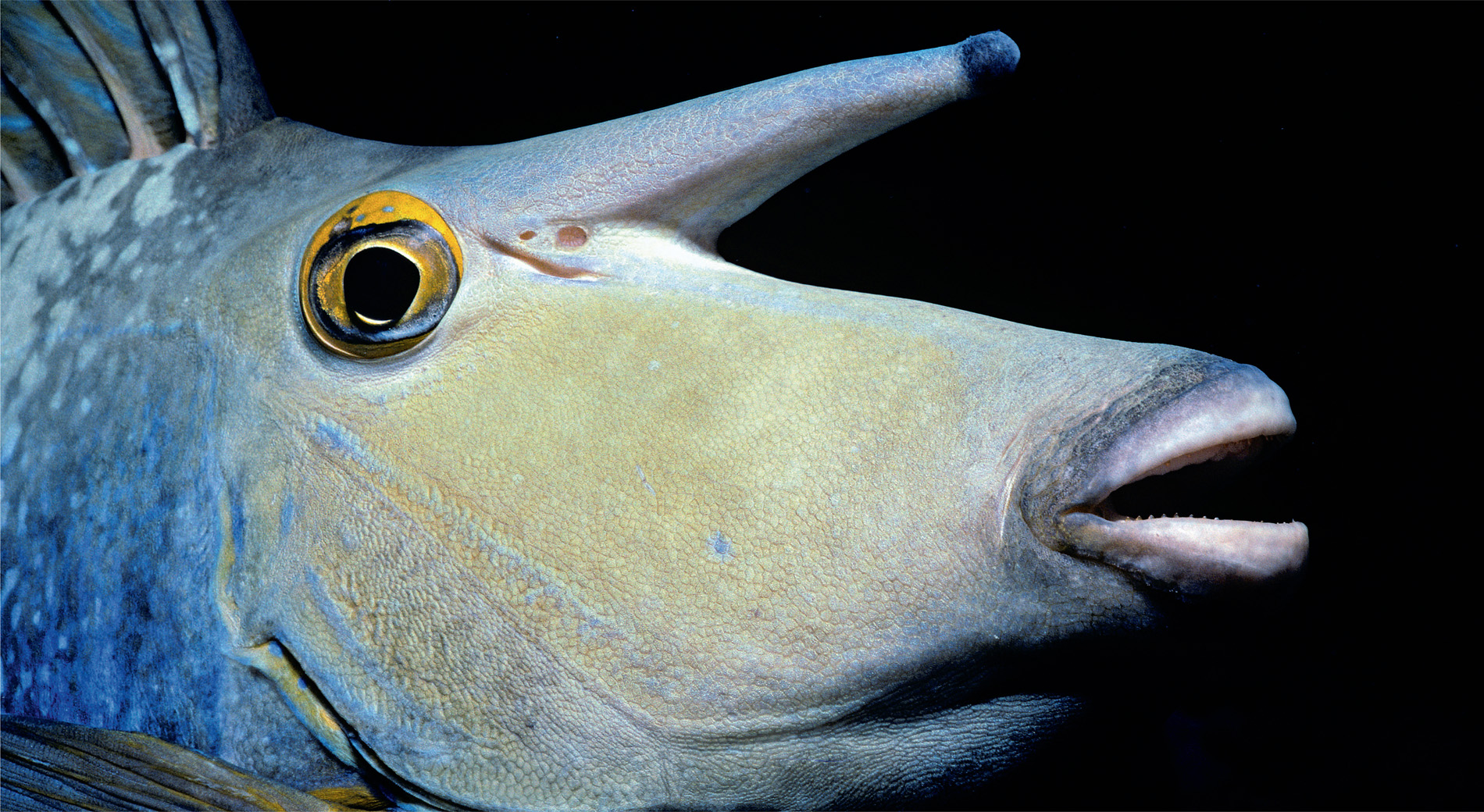 The bluespine unicornfish is a herbivore. As it browses on seaweeds, it becomes one of the species that creates tropical coral reef halos.