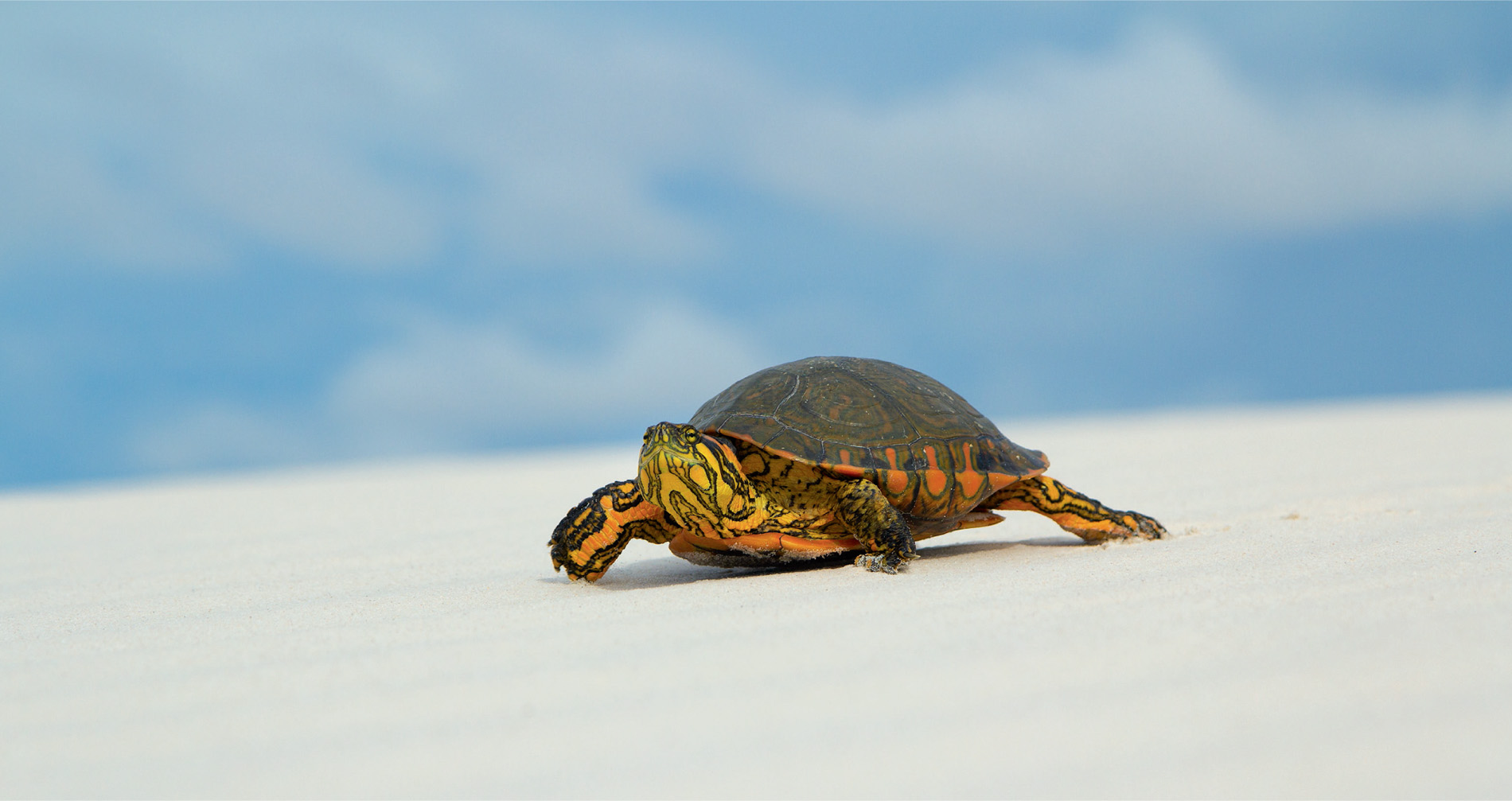 The Maranhão slider turtle is endemic to northeast Brazil, and is considered ‘endangered’ by IUCN.