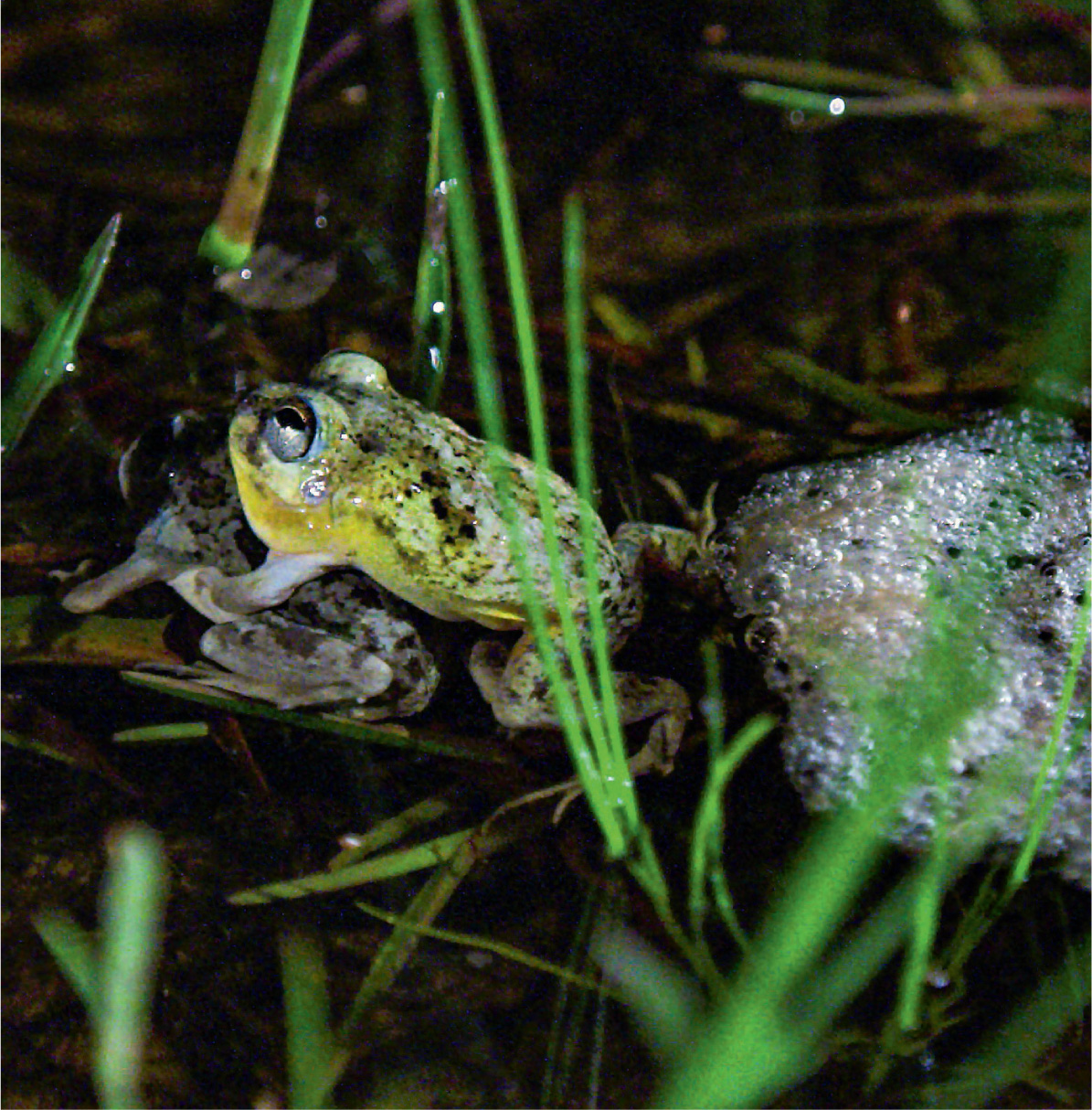 The four-eyed frog gets its name from the pair of poison glands in the groin. When lowers its head and raises its body these glands look like eyes, but on a frog with a bigger head.