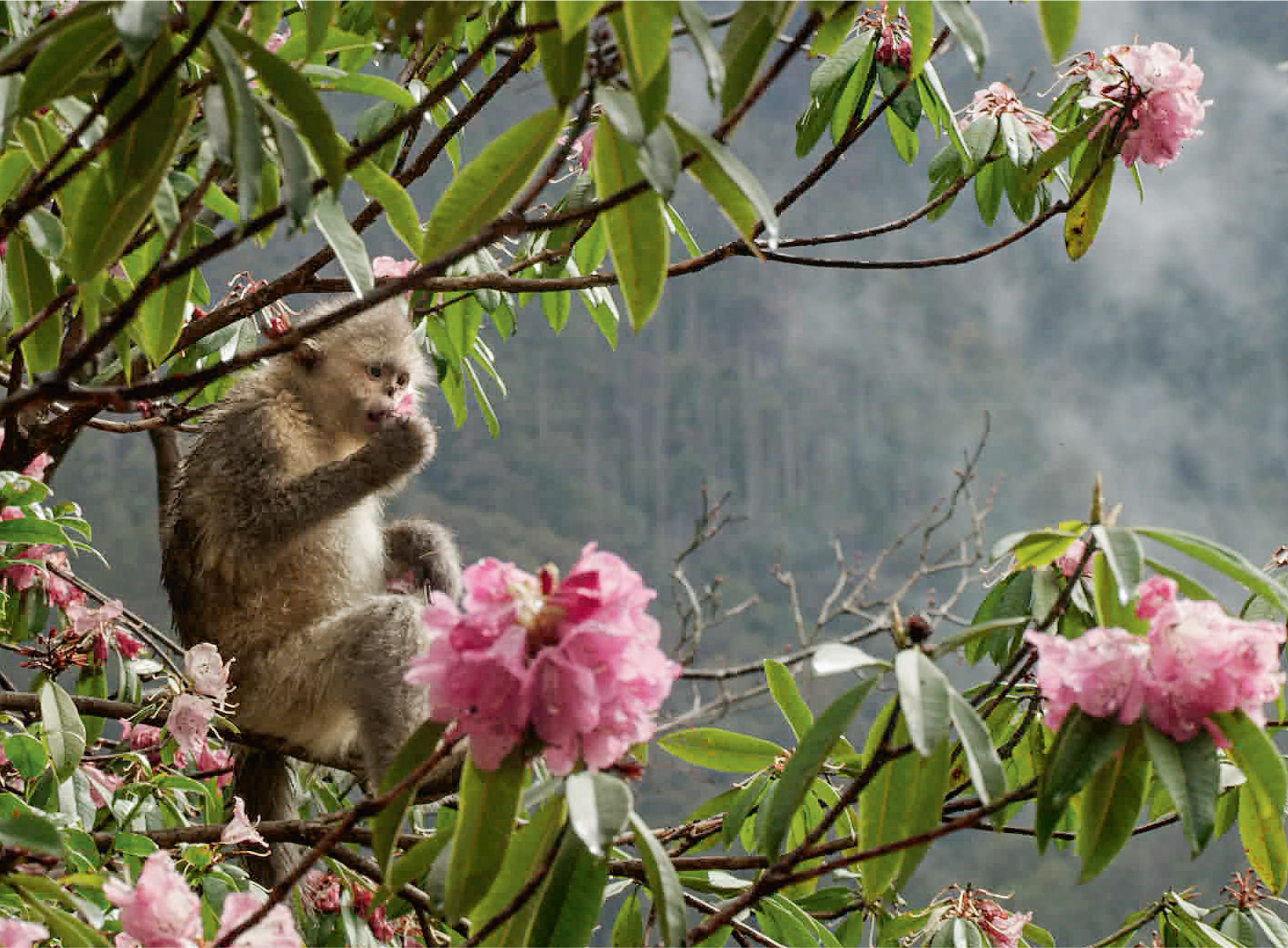 Lichens are one of the few food sources available in winter, but in spring, snub-nosed monkeys have a varied diet, including the nectar from rhododendron flowers.