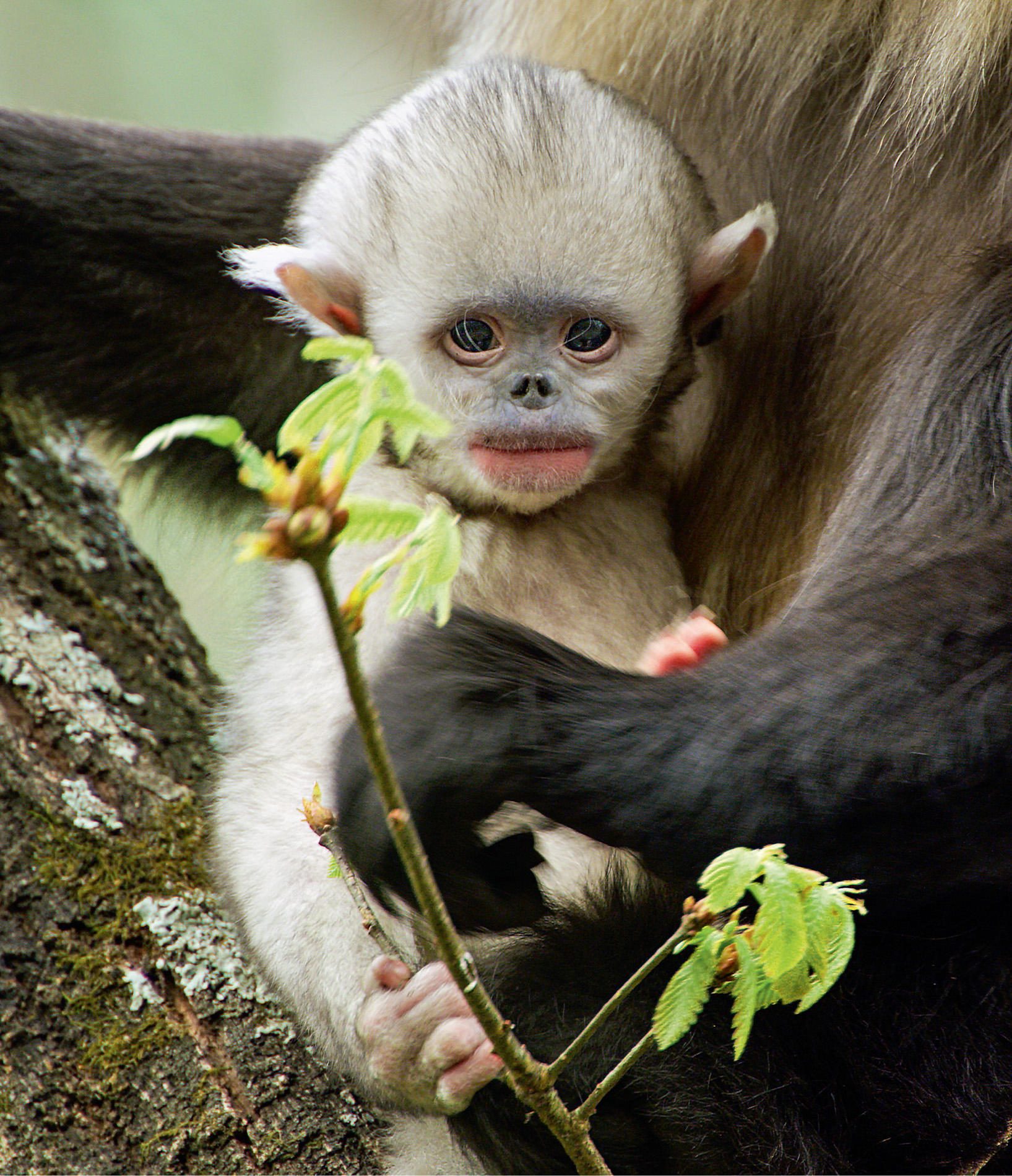 While adult monkeys have dark grey fur on the back and pale fur on the belly, their babies are completely white, with pink sticking-out ears.