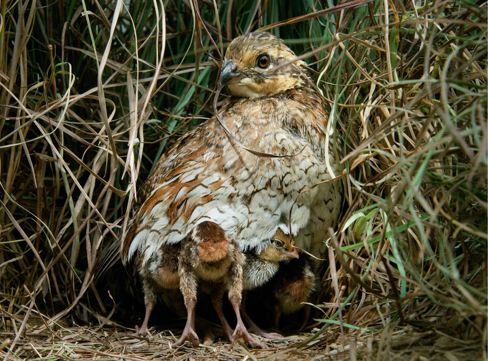 The bobwhite quail mother hides her chicks from the dangers of the prairie, such as American kestrels. The family takes cover in the natural vegetation growing between the circular irrigated fields.