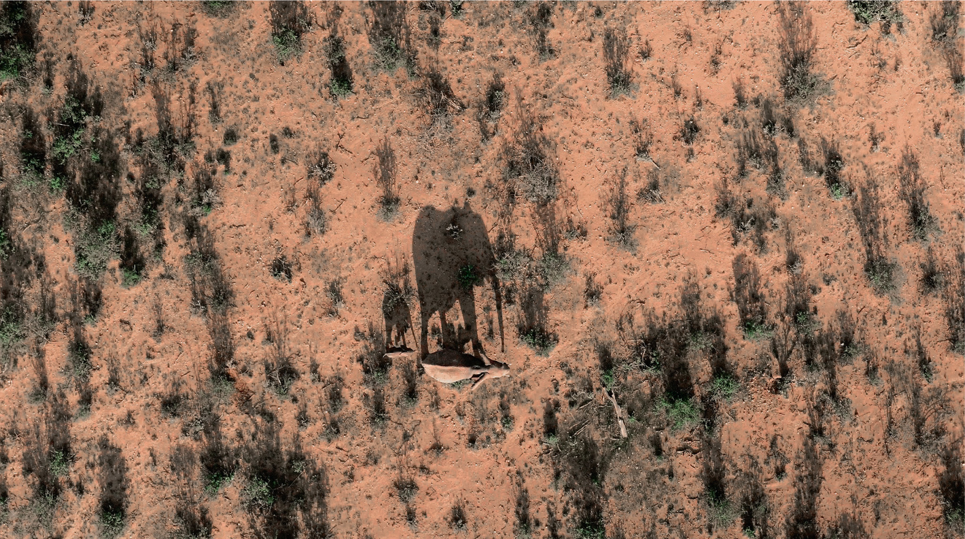 An hourly ‘ping’ from a satellite-tracking collar monitored by Save the Elephants allows the film crew to locate the herd and film the mother and calf from above.