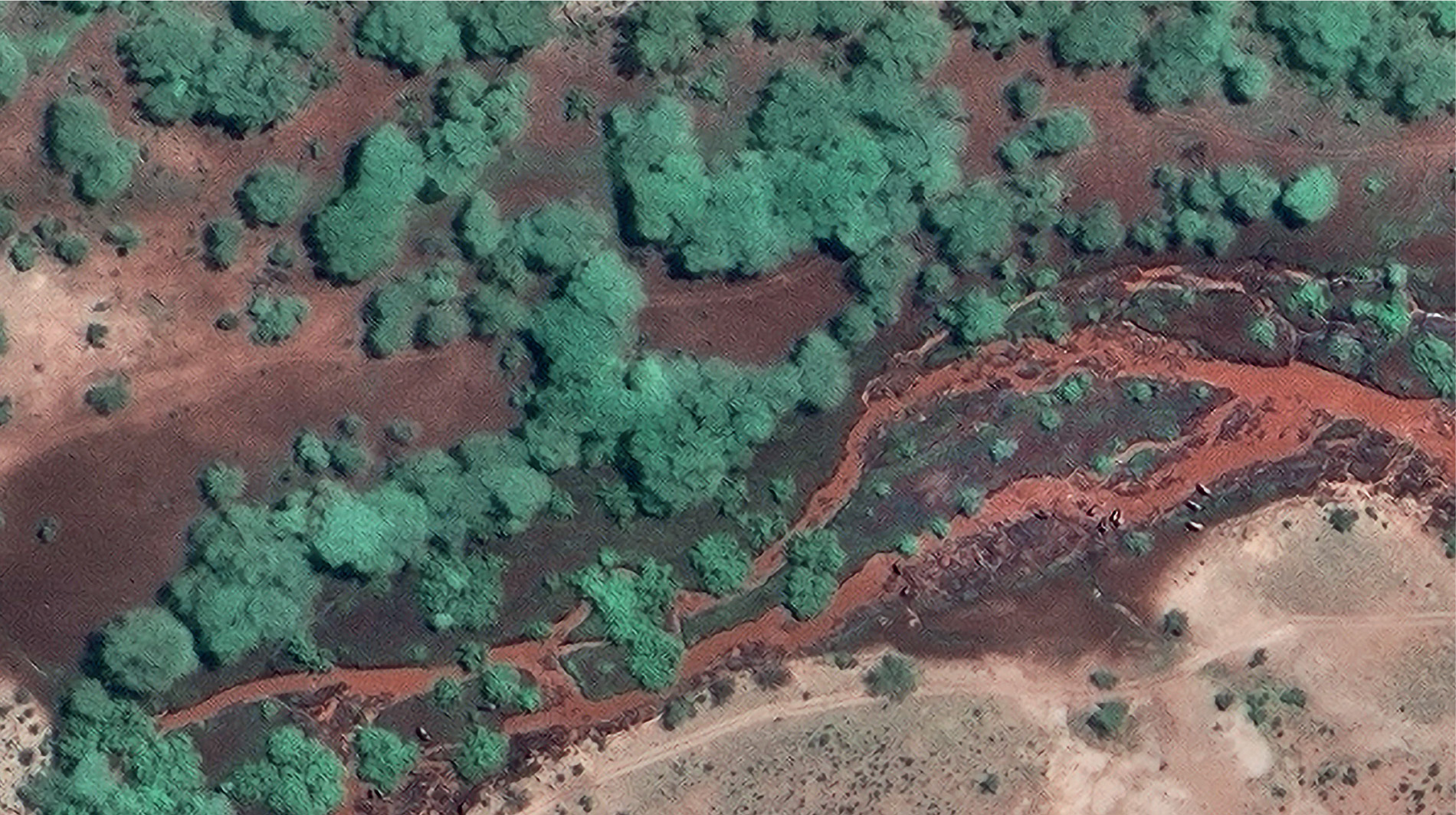 Digital Globe’s Geo Eye satellite locates an elephant herd along a stretch of riverbank in Buffalo Springs National Reserve, Kenya. Every pixel of the image represents 40 centimetres on the ground, so the production team can make out the grey bodies of individual elephants.