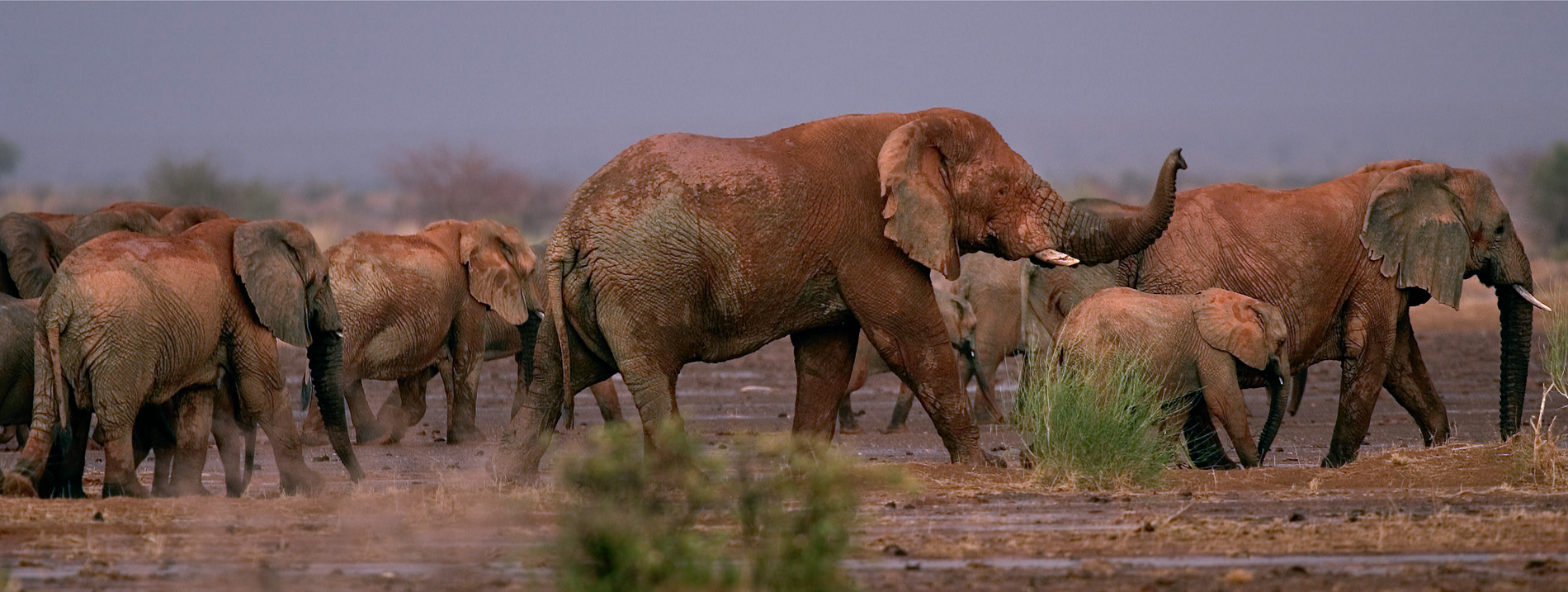 The Mali desert elephants have small tusks and a thick hide. Their herds roam over an area as large as the Netherlands.