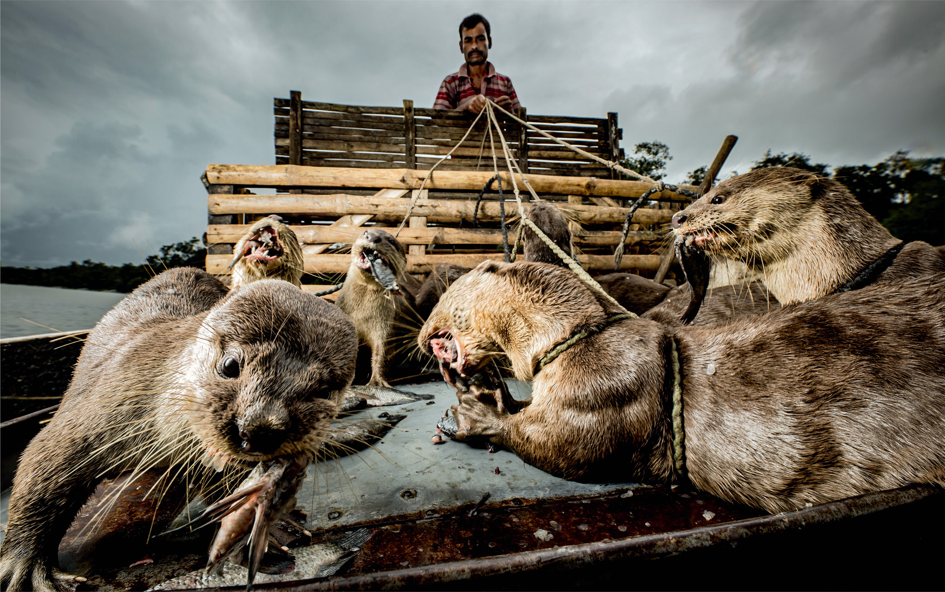 The heavy scent of musk fills the air and the cacophony of chirps and squeals indicates contented otters. Each receives a handful of fish each day. It’s their reward for helping with the fishing.