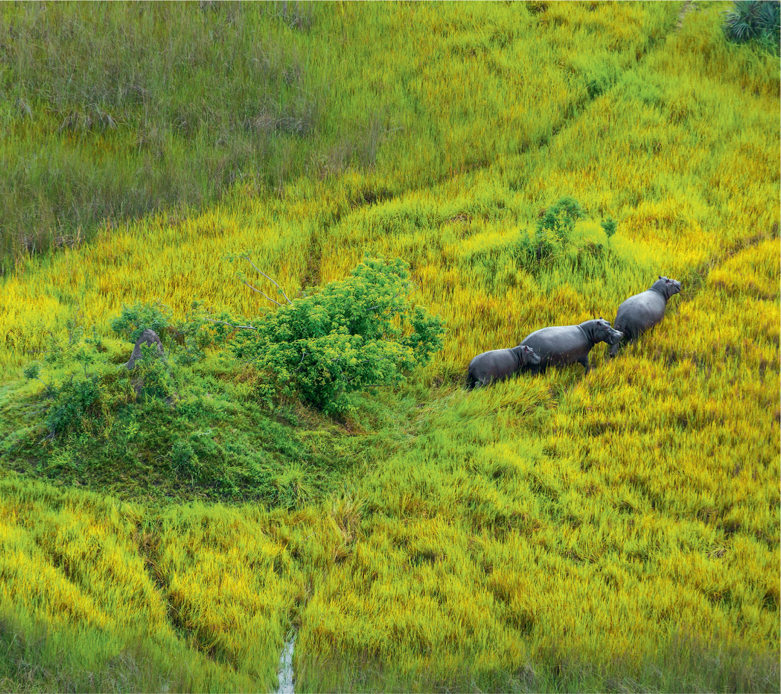 Hippos trample pathways through the lush vegetation. These channels modify the flow of water through the delta.