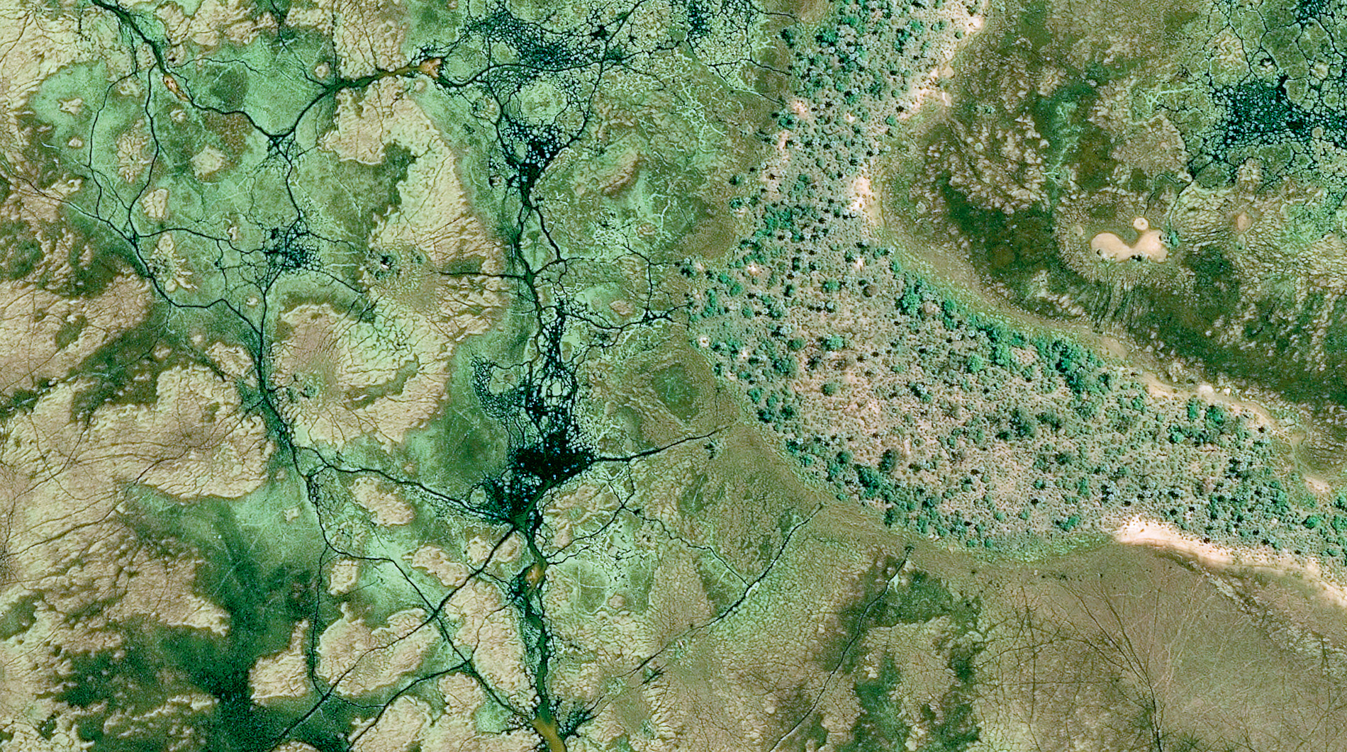 The pathways made by hippos and other large mammals crisscross the flooded and green Okavango. © CNES 2016 – Distribution Airbus DS.