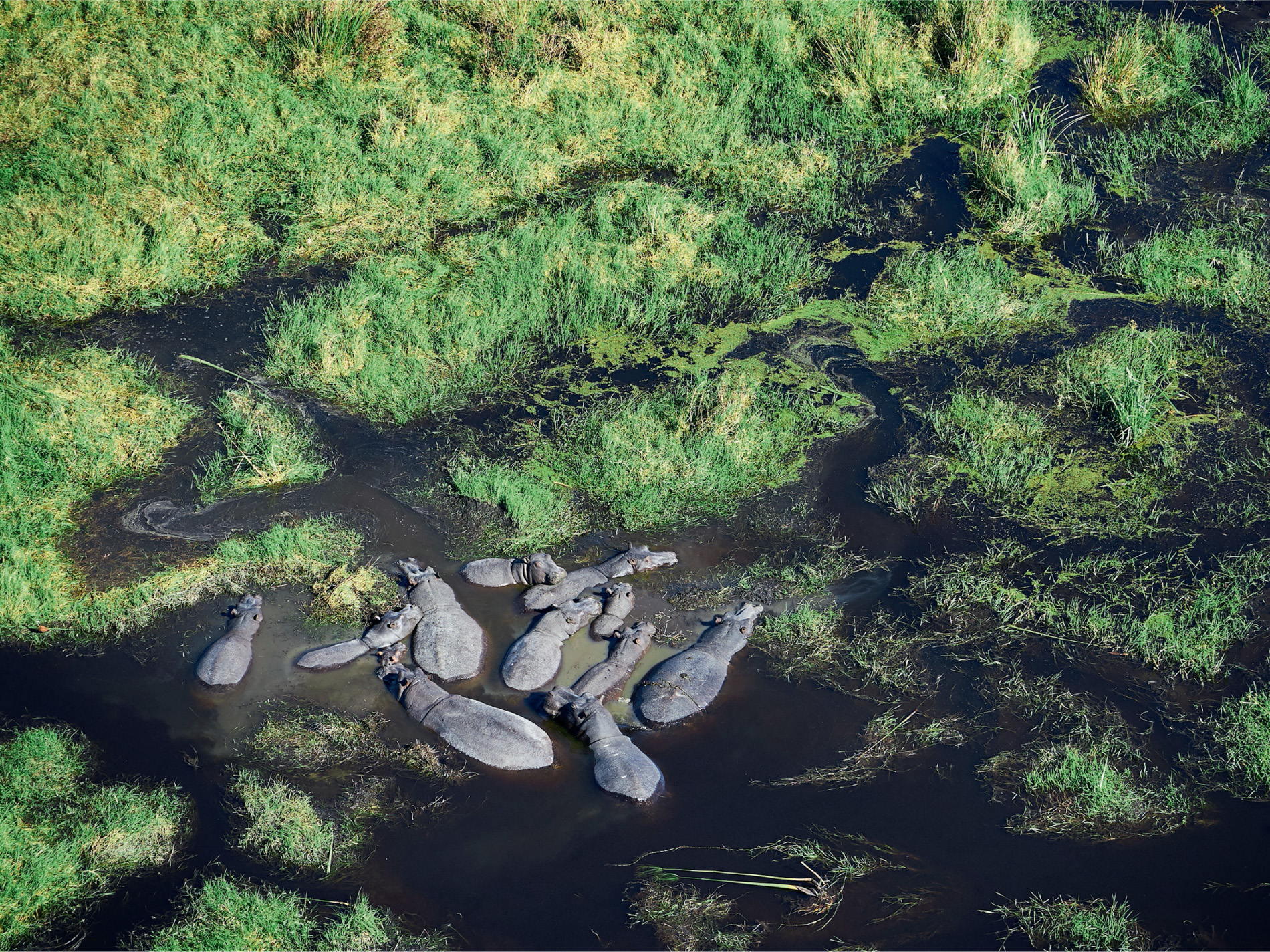 Hippos cool off before heading out to feed during the night. As the water levels fall at the start of the dry season, hippo herds are concentrated in shrinking lagoons.