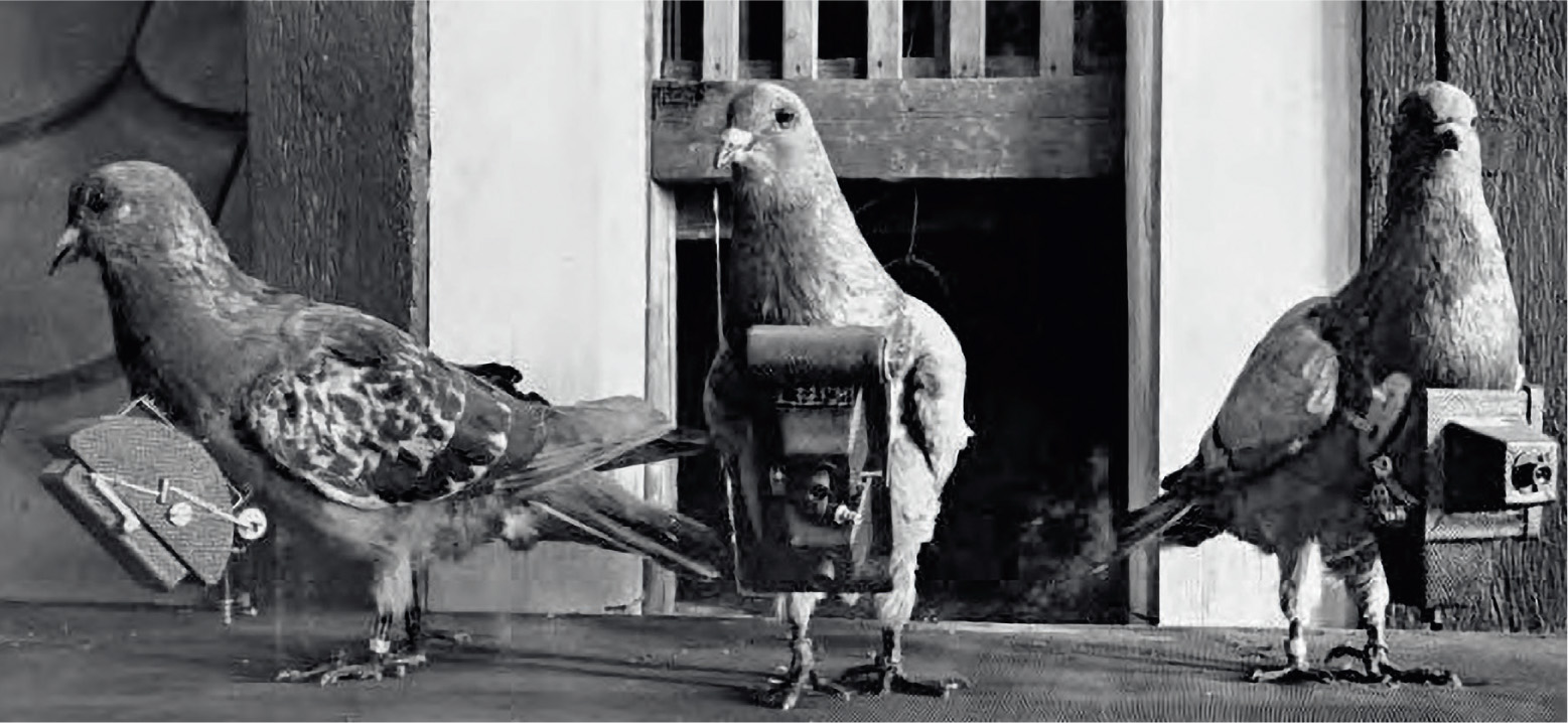 Pigeons were in the vanguard of the first Earth photographers. Julius Neubronner’s pigeons carried cameras into international expositions in several European cities in the early 1910s. Pictures they had taken on their flight were developed, printed and sold as postcards.