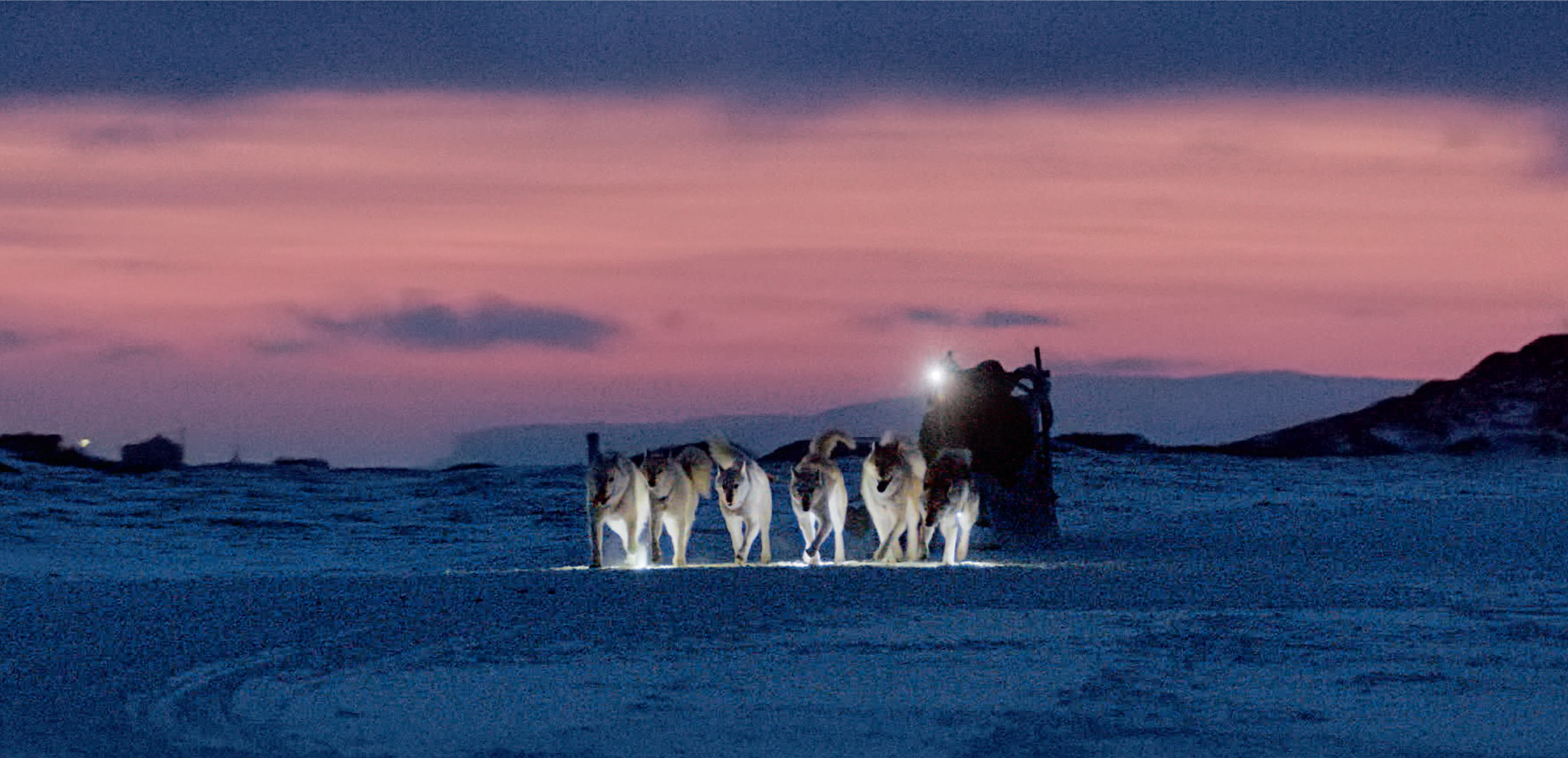 Sofie’s dogs may look alike, but she can tell them apart, even in the dark. They each have their own personality, but they all work together. Most of the dogs like to pull, and the harder the conditions, the better they seem to like it. They move the sled along at an average speed of 10–14 mph.