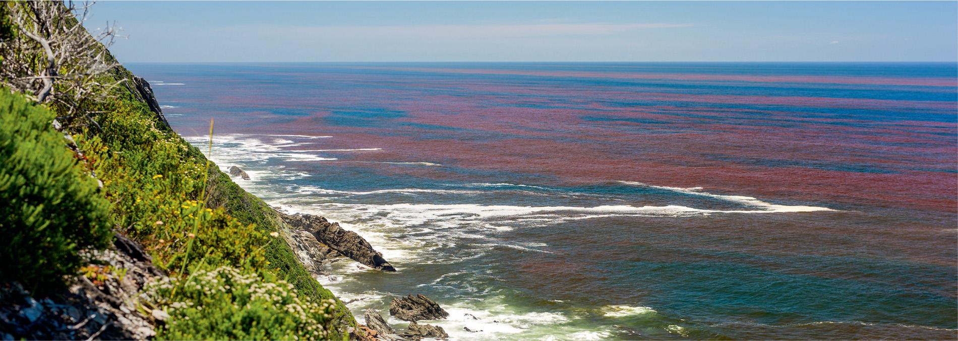 The rusty tinge to the sea’s surface is a sure sign that a red tide has formed in nearshore waters. Shellfish may filter out and feed on the offending organisms, but the creatures that feed on them, including humans, are in danger of being poisoned.