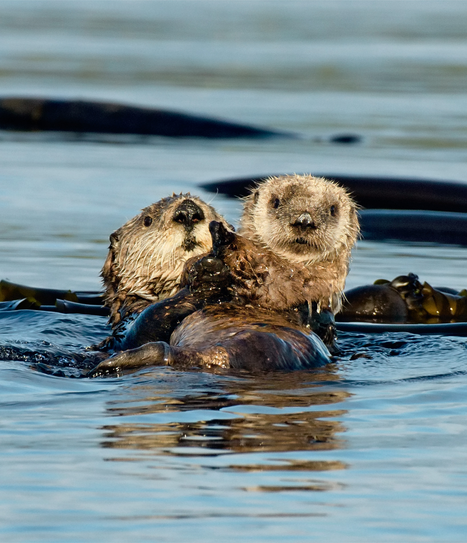 It’s sunset off the coast of Vancouver Island, Canada, and a northern sea otter mother and her dependent pup have anchored themselves with bull kelp to prevent them from drifting out to sea on the falling tide.