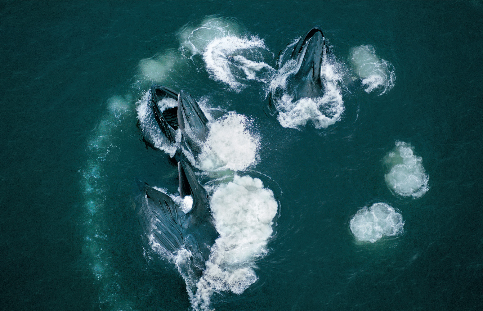 A group of humpback whales is bubblenet feeding off southern Alaska. One whale blows a circle of bubbles that rise up and trap shoals of herring. The whales then swim up through the column with the mouths agape, bursting through the surface like an untidy flower.