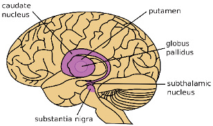 afb_23_basale_ganglia.tif