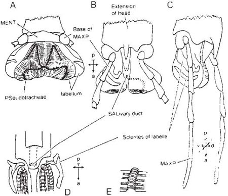 image36