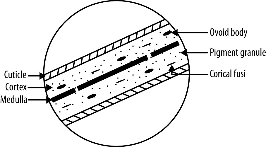 Major structural components of hair shaft