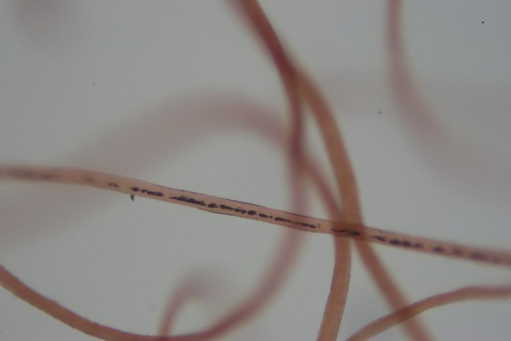 A wool fiber at 100X magnification