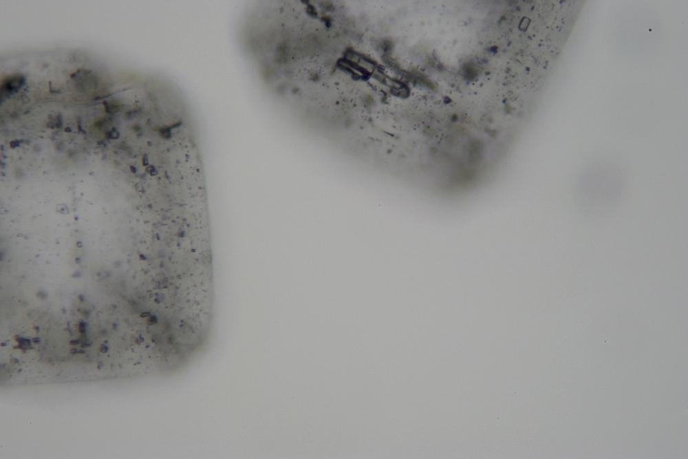 Sodium chloride crystals (RI = 1.544) in clove oil (RI = 1.543), showing low relief