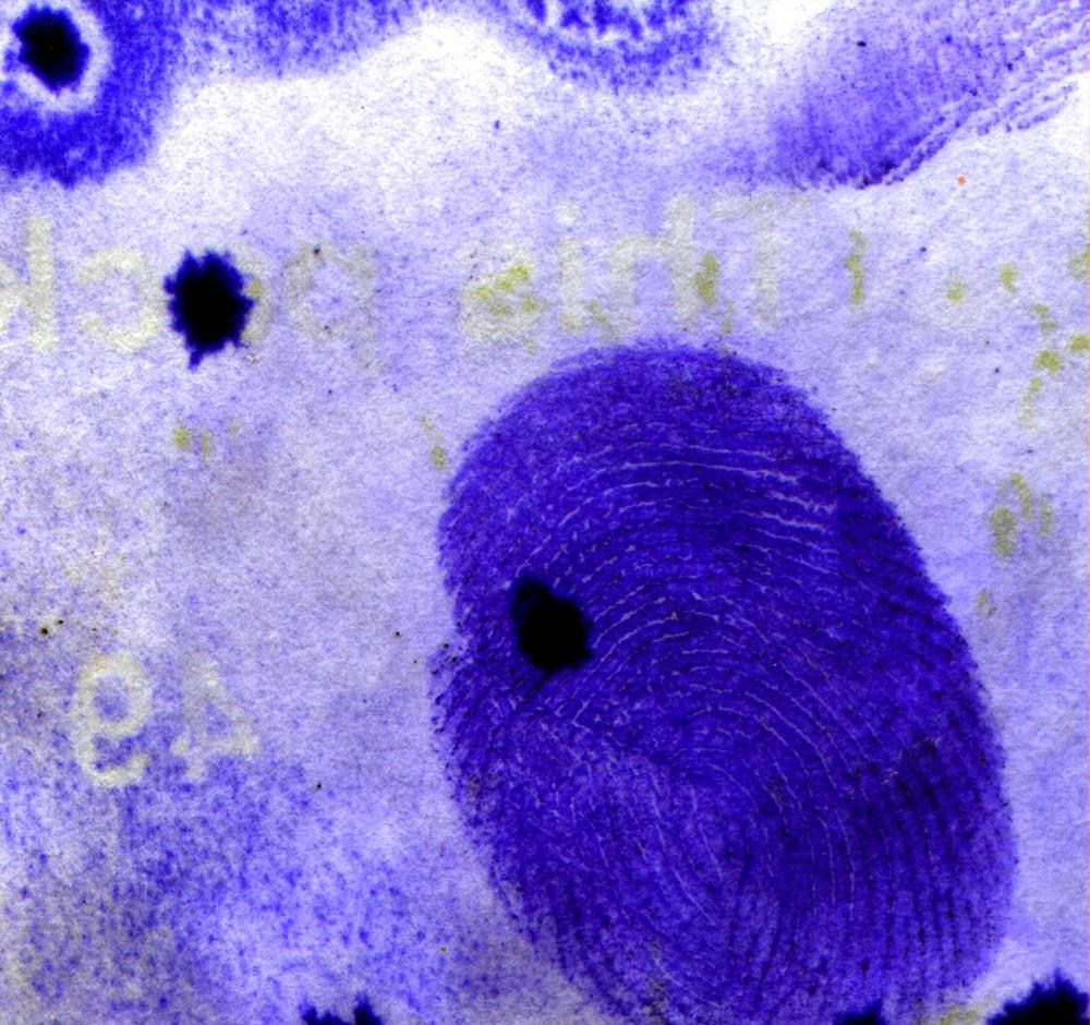 Raw scan of latent fingerprint revealed by gentian violet staining on a white sticky label