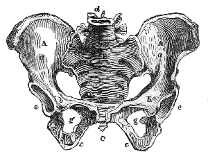 Bones of the Pelvis