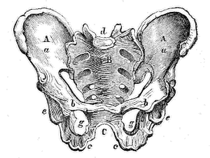 Male Pelvis