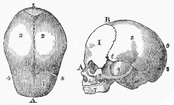 FŒTAL HEAD