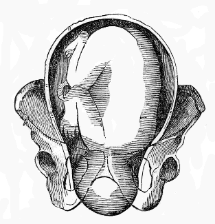 head beginning to Rotate