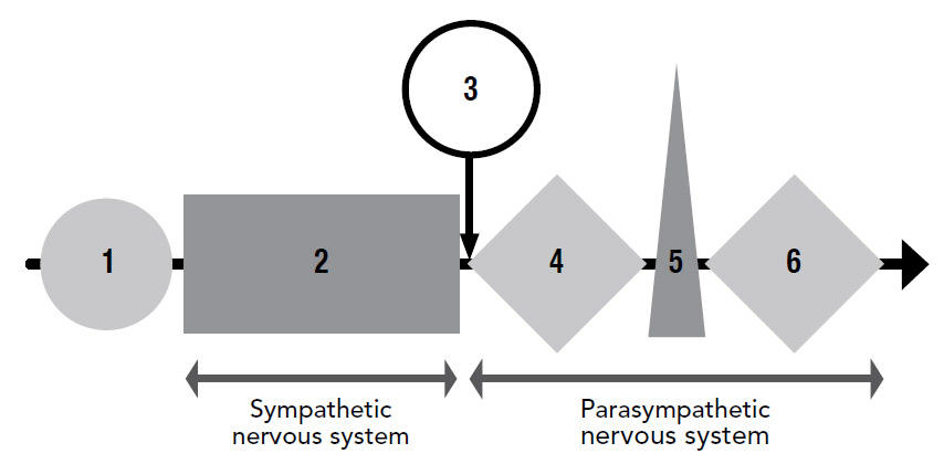 Key: the six stages of disease