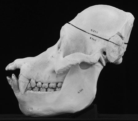 orangutan-skull.tif