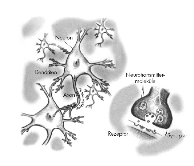 Super-Brain_Grafiken_CS55.indd