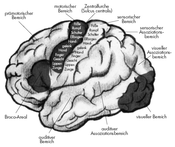 Super-Brain_Grafiken_CS55.indd