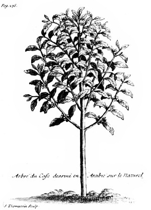 The Coffee Tree as Pictured by La Roque in His "Voyage de l'Arabie Heureuse"