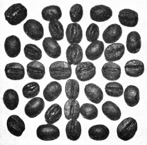 Flat and Bourbon Santos Beans—Roasted