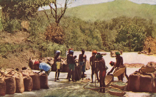 Coolies Bagging Coffee on the Drying Grounds