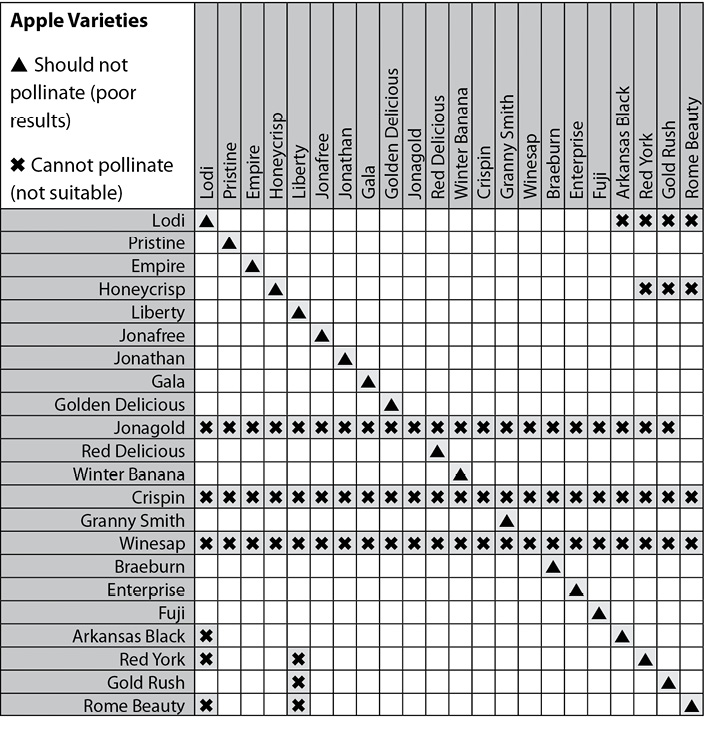 applepollination.jpg