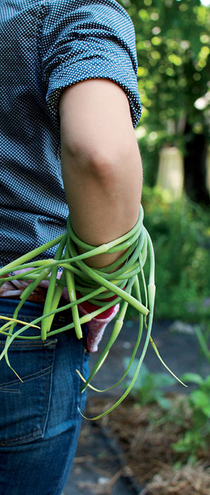 garlic scapes draped over a gardener's arm