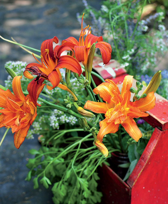 bright orange daylilies