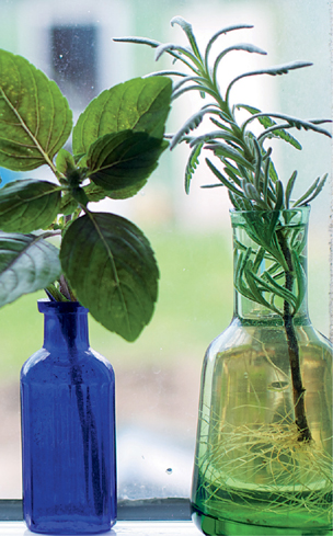 rooting cuttings in water