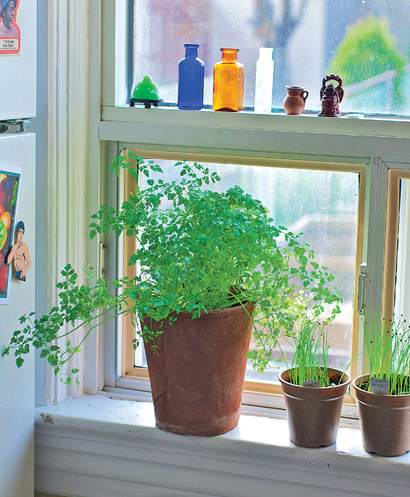 a group of potted herbs on a sunny windowsill