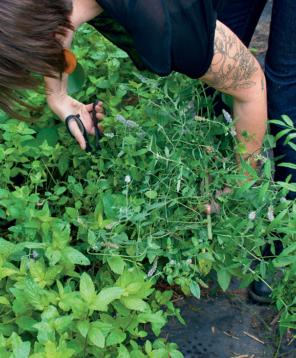 harvesting herbs