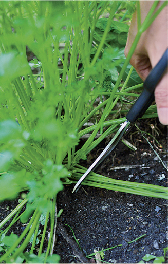 Cutting parsley at the base of the stem